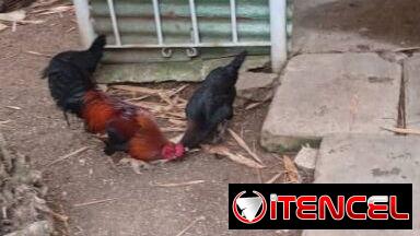 Se venden 1 gallo y 3 Gallinas Criollas