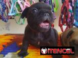 TENEMOS TODO TIPO DE PERROS PURA RAZAS DISPONIBLES