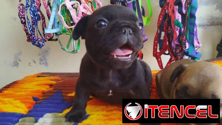 TENEMOS TODO TIPO DE PERROS PURA RAZAS DISPONIBLES