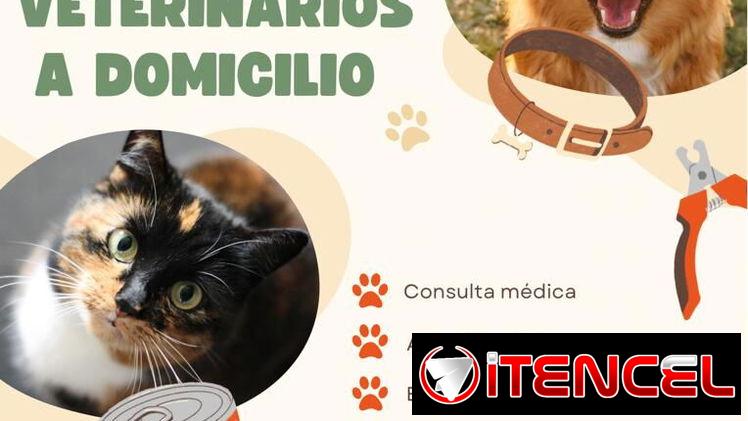 Servicio veterinario a domicilio