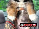 SPANIEL TIBETANOS ( PEKINES )
