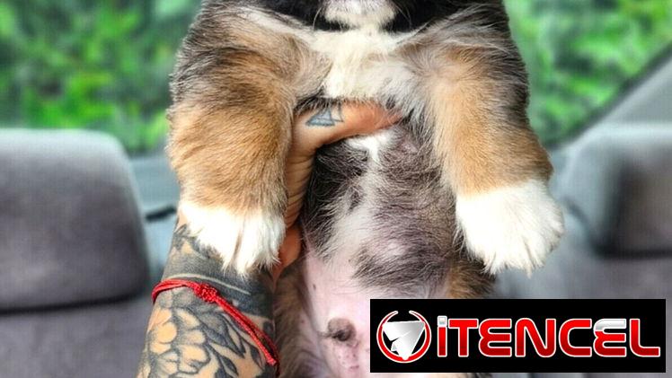 SPANIEL TIBETANOS ( PEKINES )
