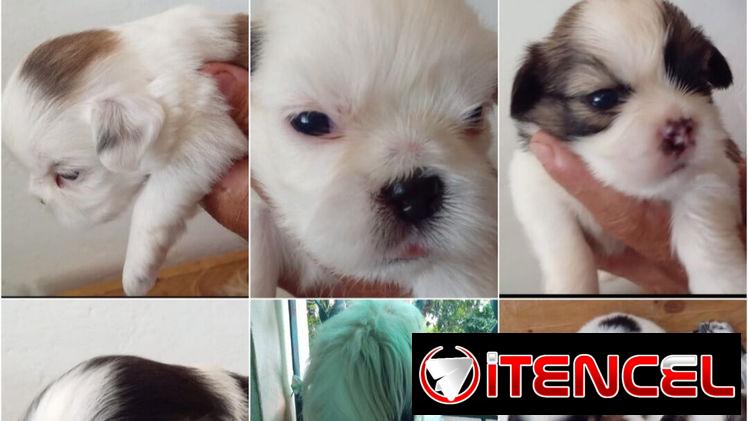 ((( SHIH TZU CAMADA PRÓXIMAMENTE EN VENTA  WHAT’SAPP 52506841 )))