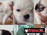 (((  SHIH TZU AMBOS SEXOS PRÓXIMA VENTA EN VENTA BETTY MASCOTAS WHATSAPP 52506841 ))))