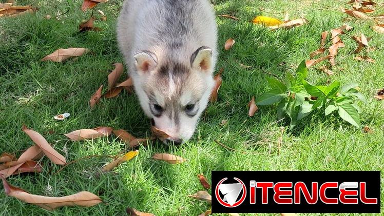 Se vende Husky Siberiano