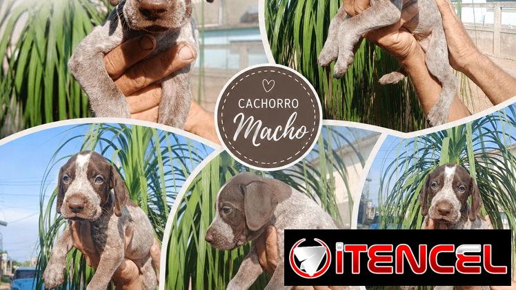😍 HERMOSOS CACHORROS BRACO ALEMAN 😍