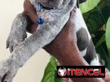😍HERMOSOS CACHORROS BRAÇO ALEMÁN 😍