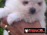 ((( POMERANIAS AMBOS SEXOS EN VENTA EXCELENTES PADRES WHATSAPP 58746643 )))