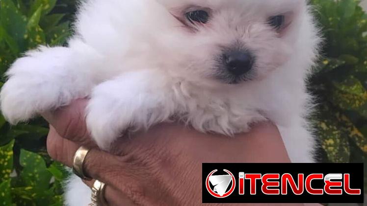 ((( POMERANIAS AMBOS SEXOS EN VENTA EXCELENTES PADRES WHATSAPP 58746643 )))