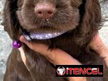 Venta de cachorros