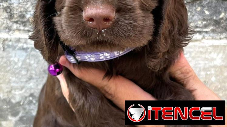 Venta de cachorros