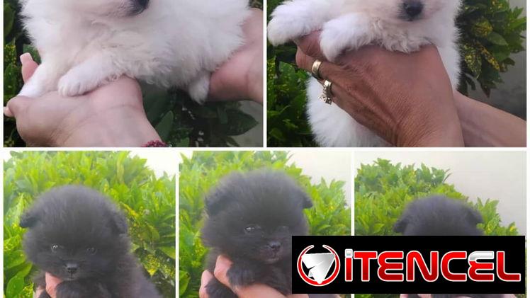 • • • • • •  RAZAS CANINAS PARA ELEGIR WhatsApp 58746643• • • • • •