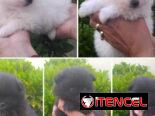 💜💜💜* 🐶¿BUSCAS UN CACHORRO?* TE AYUDAMOS A ENCONTRAR TÚ FIEL COMPAÑERO WHATSAPP 58746643 💜💜💜.