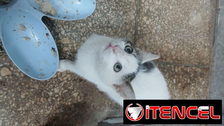 Cuido de mascotas