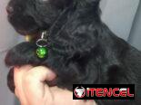 Cocker spaniel