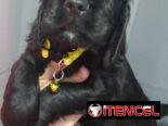 Cocker spaniel