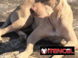 Cachorros de pitbull