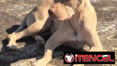Cachorros de pitbull