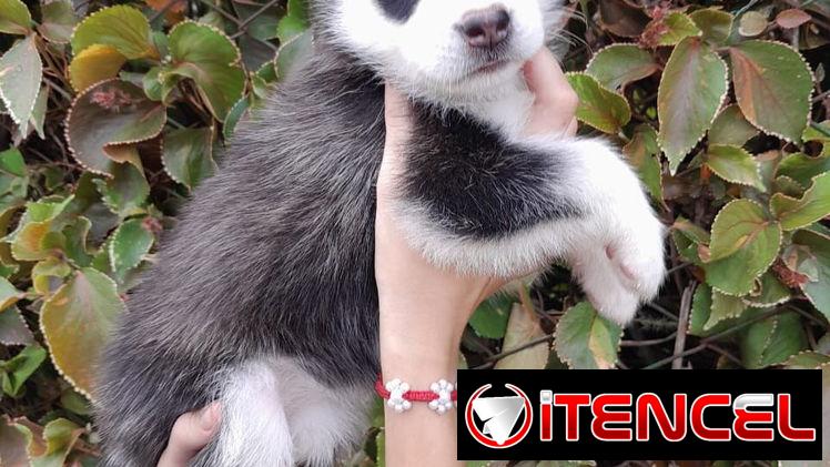 Venta de cachorros