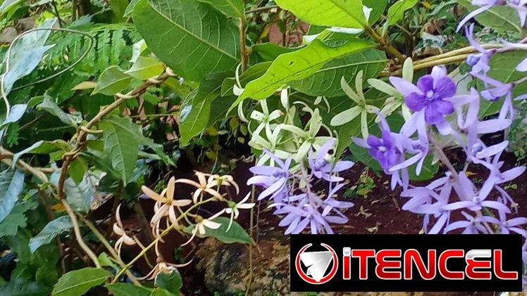 Servicio de jardinería 👩🏼‍🌾