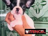 🐾Hermosas Bulldogs🐮Francés🇫🇷Hembritas 🌸