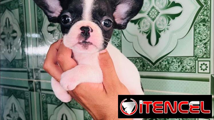 🐾Hermosas Bulldogs🐮Francés🇫🇷Hembritas 🌸