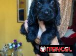Hermosos cachorros de cocker Spaniel ambos sexos
