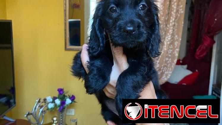 Hermosos cachorros de cocker Spaniel ambos sexos