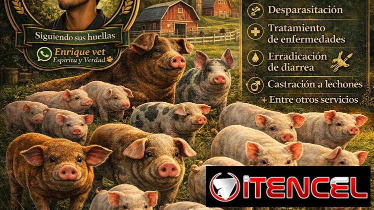 Veterinario de porcinos, veterinario a domicilio