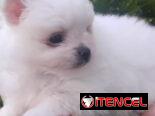 ((( POMERANIAS AMBOS SEXOS EN VENTA EXCELENTES PADRES WHATSAPP 58746643 )))