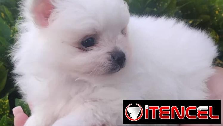 ((( POMERANIAS AMBOS SEXOS EN VENTA EXCELENTES PADRES WHATSAPP 58746643 )))
