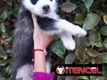 Cachorras Husky siberiano