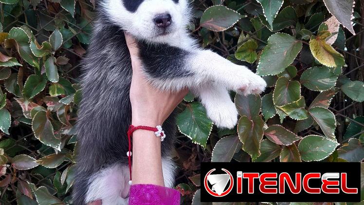 Cachorras Husky siberiano