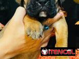 BOXER 😍😍