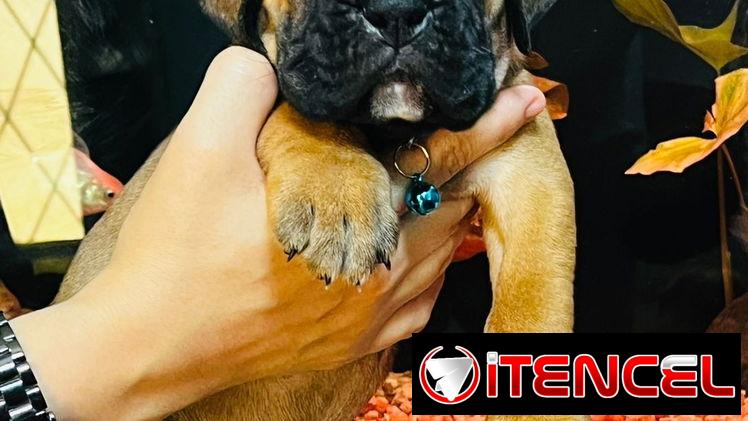 BOXER 😍😍