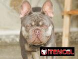 Disponible para monta, bulldog francés.