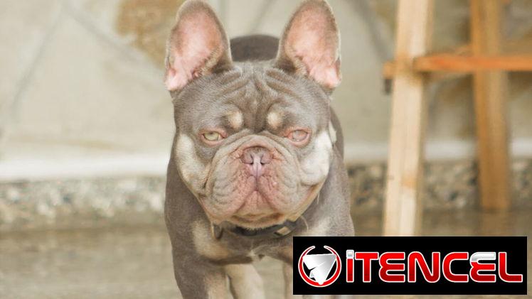 Disponible para monta, bulldog francés.