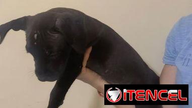 Pitbull