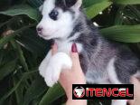 HUSKY SIBERIANO,hembra,en 200 USD o equivalente,TENGO MENSAJERÍA,de 65 días y desparacitada,entrega con historia clínica
