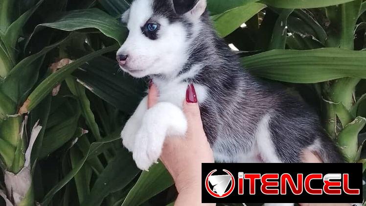 HUSKY SIBERIANO,hembra,en 200 USD o equivalente,TENGO MENSAJERÍA,de 65 días y desparacitada,entrega con historia clínica