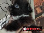 PEQUINÉS,macho,en 60 USD o equivalente,TENGO MENSAJERÍA,de 50 días y desparacitado,se entrega con historia clínica