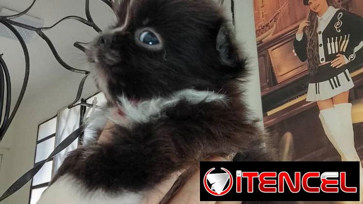 PEQUINÉS,macho,en 60 USD o equivalente,TENGO MENSAJERÍA,de 50 días y desparacitado,se entrega con historia clínica