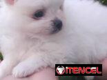 POMERANIAS,ambos sexos,en negro en 800 y los blancos en 1000 USD o equivalente,TENGO MENSAJERÍA,de 50 días,desparacitado