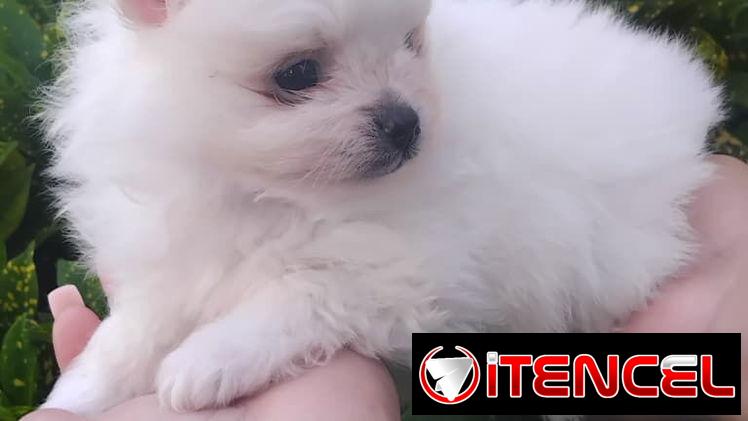 POMERANIAS,ambos sexos,en negro en 800 y los blancos en 1000 USD o equivalente,TENGO MENSAJERÍA,de 50 días,desparacitado
