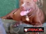 PITBULL,machos,en 150 USD o equivalente(ACEPTO TRANSFERENCIA)TENGO MENSAJERÍA,tienen 45 días y están desparacitados
