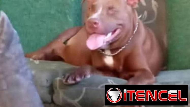 PITBULL,machos,en 150 USD o equivalente(ACEPTO TRANSFERENCIA)TENGO MENSAJERÍA,tienen 45 días y están desparacitados