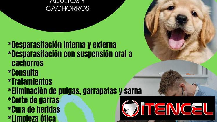Veterinario a Domicilio para perros adultos y cachorros