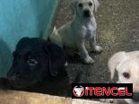 Labradores varones 180 usd con sus 2 pentavalentes puestas certificado garantizado