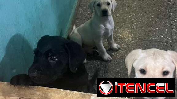 Labradores varones 180 usd con sus 2 pentavalentes puestas certificado garantizado