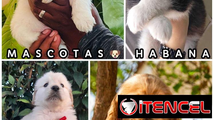 Tienda de Mascotas Habana